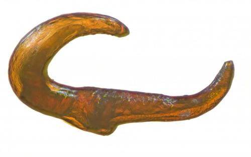 Réf. 253 788 : Otiorhynchus arcticus arcticus